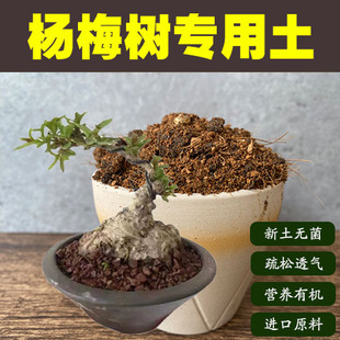 杨梅树专用土果树盆栽营养土家用通用绿植种植酸性沙质红黄土壤肥