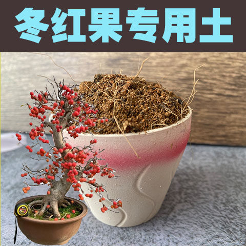 冬红果专用土盆景营养土