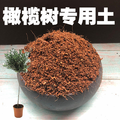 橄榄树专用盆栽营养土碱性沙质图片