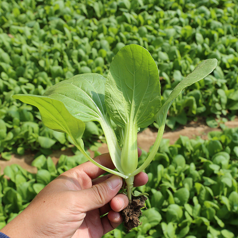 密云农家油菜小油菜同城配送400g