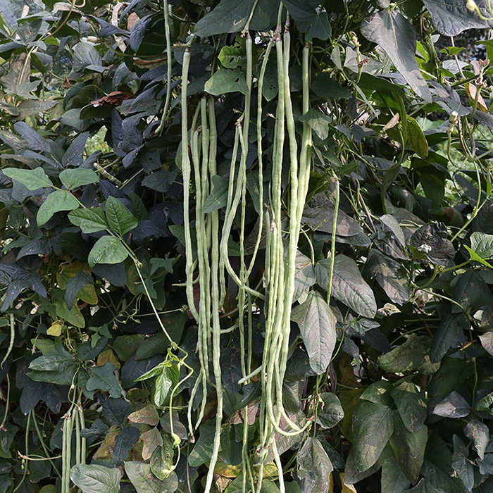 密云农家 长豇豆 蛇豆时令蔬菜现摘现发姜豆 长豆角四季豆400g