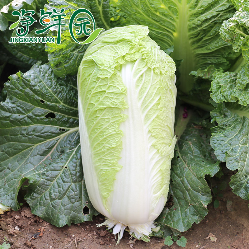 密云农家密云农家青菜大白菜蔬菜