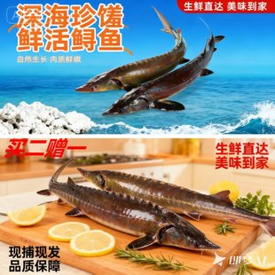 淡水鱼王鲜活鲟鱼生鲜肉质鲜嫩现捕现发鲟龙鱼软骨无刺中华鲟