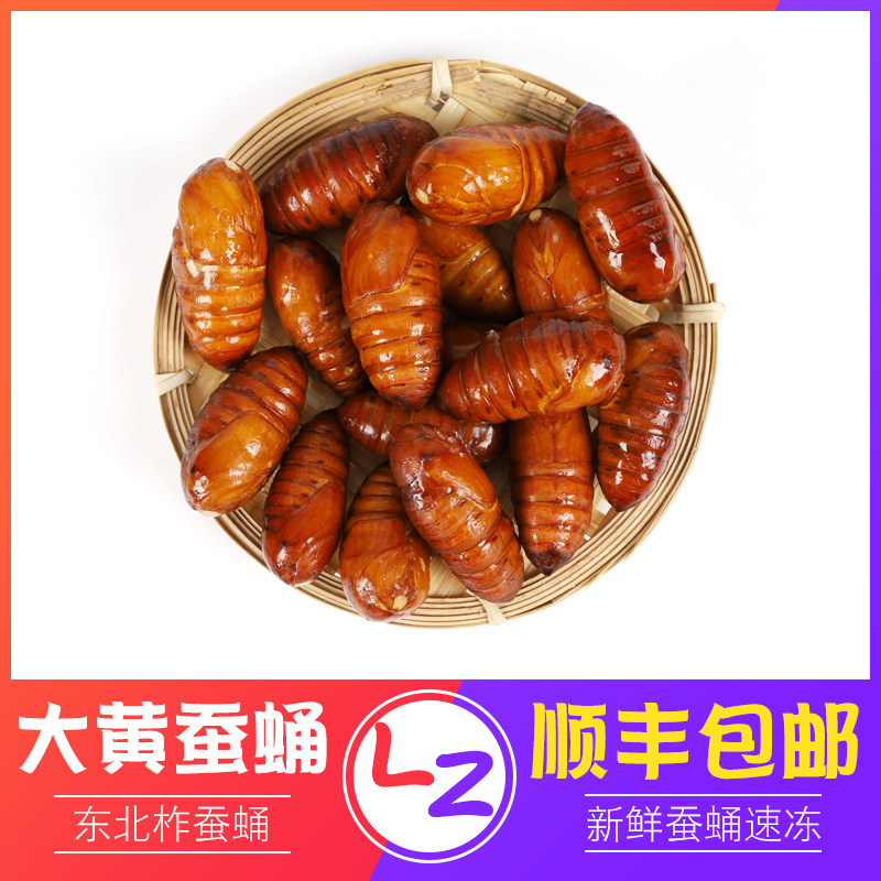 东北特产新鲜蚕蛹柞蚕蛹大黄蚕蛹活体新鲜冷冻干蛹大茧蛹一斤包邮