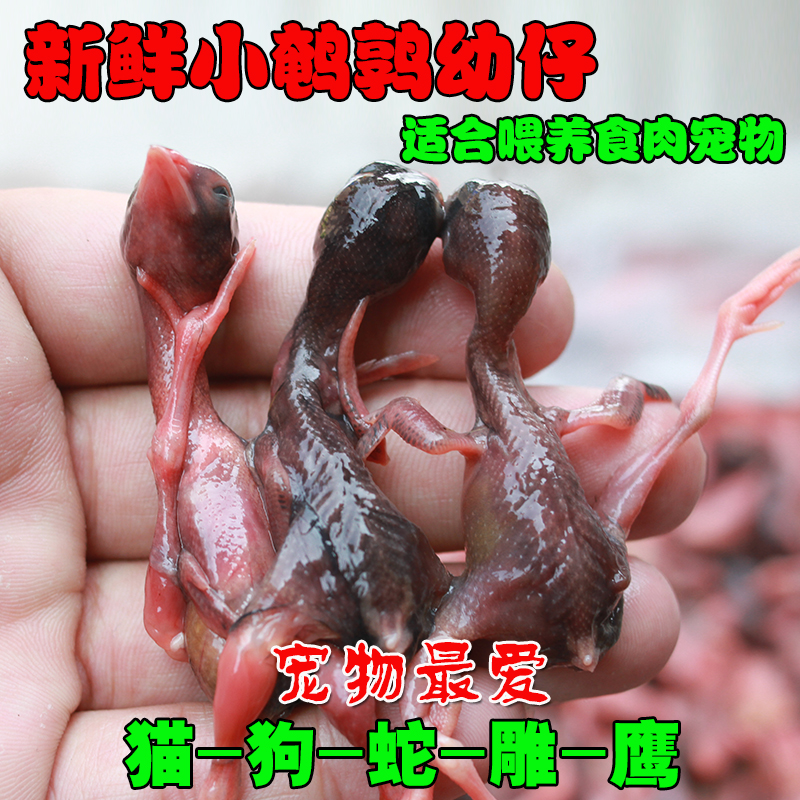 生骨肉新鲜小鹌鹑现杀公鹌鹑幼仔嫩鹌鹑乳鹌鹑速冻食肉宠物饲料