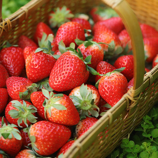 乐作 | 高山农场草莓 春盈 红草莓 味浓酸甜多汁晨采鲜发顺丰空运
