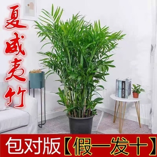 夏威夷竹子盆栽办公室内客厅大型绿植盆景净化空气好养活植物包邮