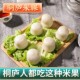 桐百味桐庐特产米果白粿糕团小吃纯手工特色传统美食网红早餐