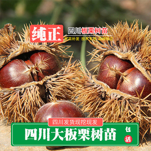四川现挖板栗树苗栗子苗嫁接罗田大板栗树苗大红袍板栗树苗栗子树