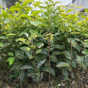 四川新鲜现挖实生柿子苗柿子直生苗野生柿子苗柿子枮木野柿子树苗