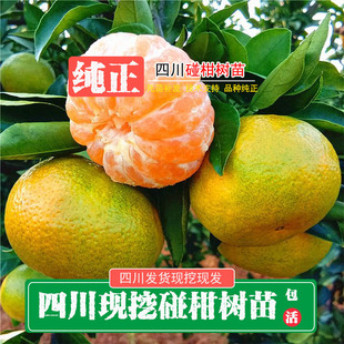 四川新鲜现挖椪柑树苗芦柑苗碰柑苗芦柑树苗椪柑苗嫁接早熟椪柑树