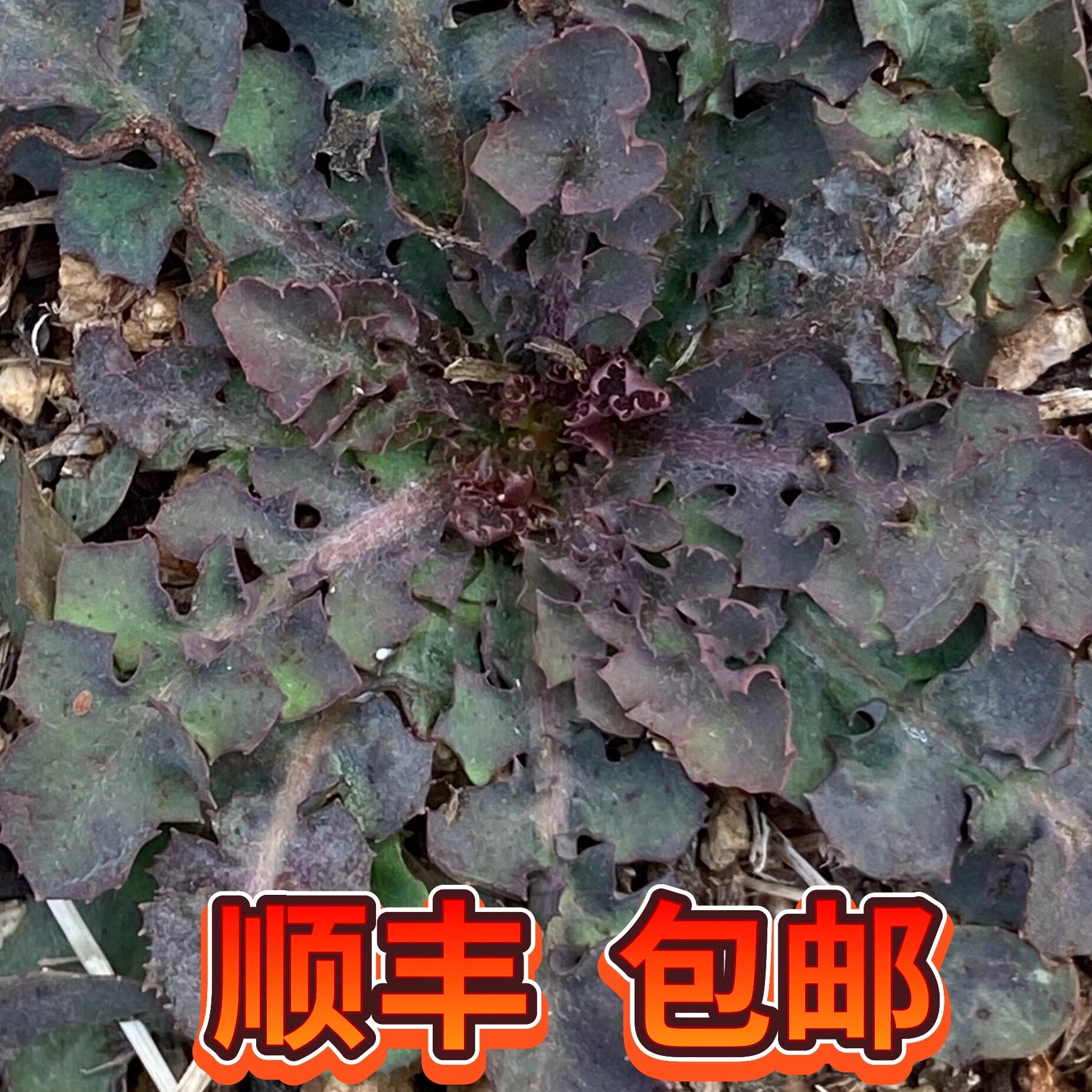 沂蒙山新鲜野生大叶苦菜苦碟子苦麻菜曲麻菜苦苦菜带长粗根整棵