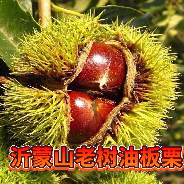 山东老树油栗2025 年新货生栗子沂蒙山野生板栗生新鲜现摘板栗仁