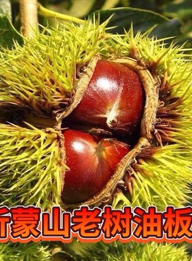 山东老树油栗2025 年新货生栗子沂蒙山野生板栗生新鲜现摘板栗仁