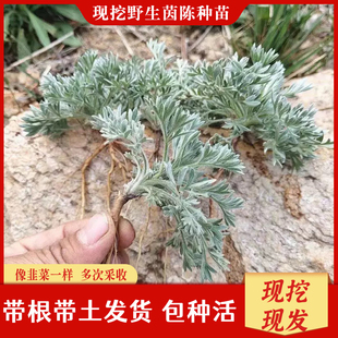 新鲜茵陈苗现挖现发野生茵陈种苗白蒿种苗陈蒿苗棉茵陈苗食用泡水