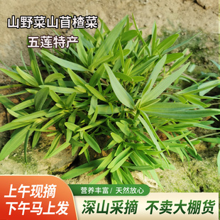 2026野生山苜楂菜山东野菜山菜蚂蚱菜山麻扎杂菜山麻楂新鲜包邮