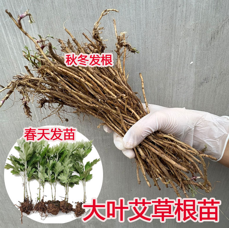 新鲜正宗大叶蕲艾苗种植药用食用野生艾蒿艾叶根苗盆栽包成活包邮
