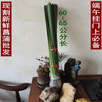 批发端午礼品挂门新鲜现割菖蒲艾草艾菖蒲片草水菖蒲水剑草挂门