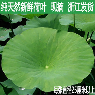 现摘新鲜荷叶整张小荷叶装盘餐饮料理装饰莲叶荷叶饭荷叶鸡鲜莲叶