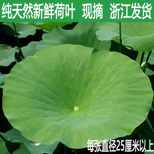 农家自种当季新鲜荷叶现摘整张