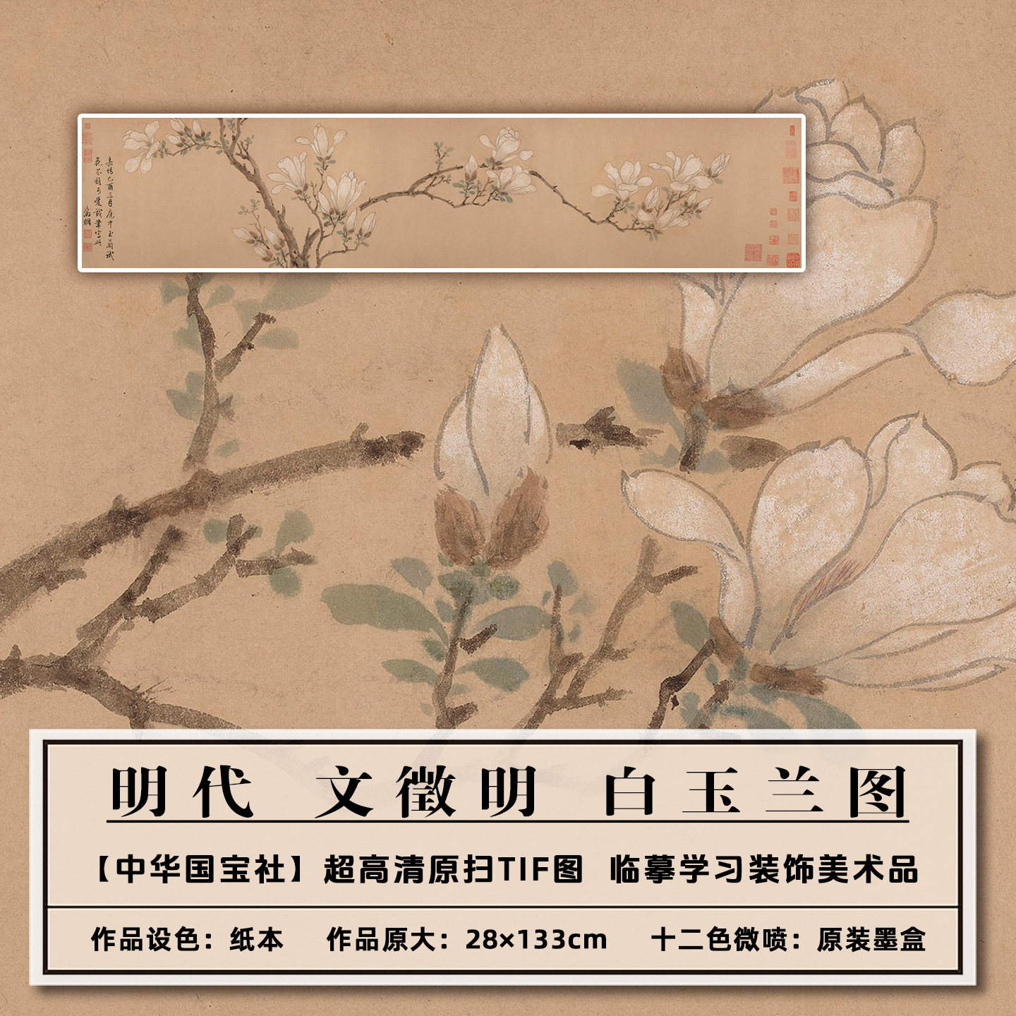 1：1美术品仿古高清明代文徵明白玉兰图扫描大图装饰画稿临摹学习