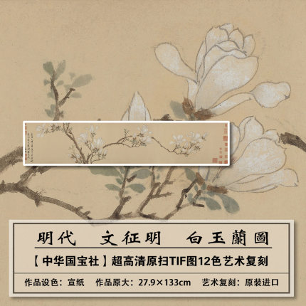 1：1高清真迹复刻明代文徵明白玉兰图扫描大图装饰画稿临摹学习