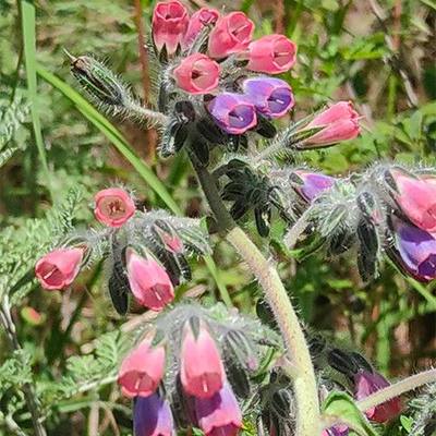 药材苗 滇紫草苗 紫草苗 紫根草香料调料紫草油紫草膏原料苗