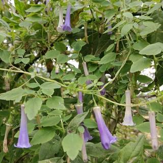 长冠风铃草苗 阳台室内室外 庭院植物苗