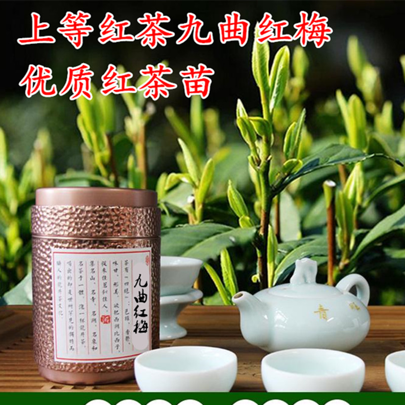 红茶苗茶叶树苗庭院家居美观