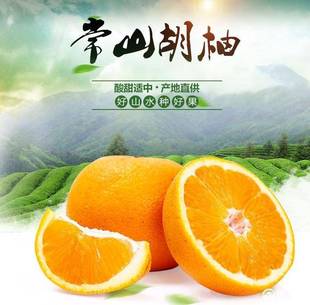 浙江常山胡柚树苗盆栽胡柚结果苗庭院柚子果树现挖现卖胡柚嫁接苗