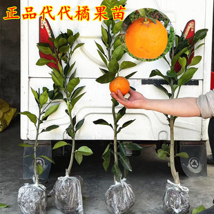 宁波余姚代代橘树苗 苦橙花果树苗 回青橙嫁接苗 代代桔带果树