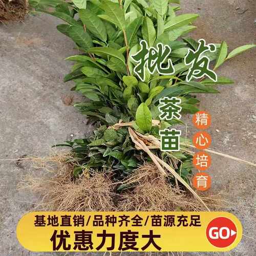 浙江茶叶苗茶树苗四季常青