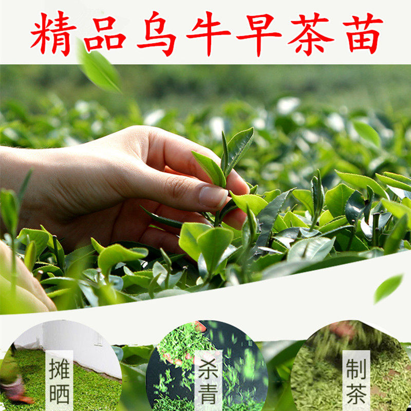 宁波乌牛早茶树苗 绿茶早产茶苗 盆栽茶叶树苗18元自动包邮