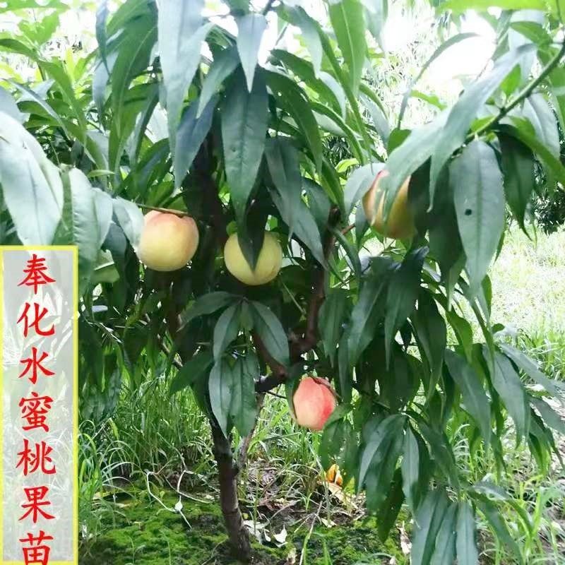 奉化玉露水蜜桃苗湖景蜜露桃树苗蟠桃苗锦绣黄桃果树苗白凤桃树