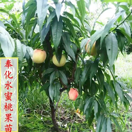 桃树奉化水蜜桃苗落叶