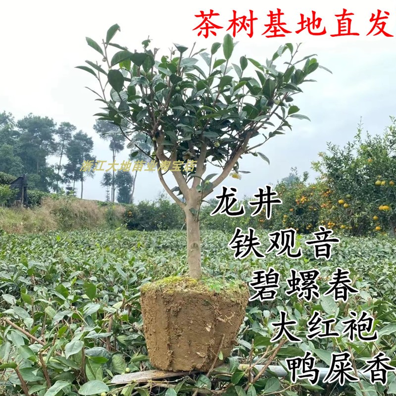 多品种不同规格茶叶树苗 龙井黄金芽鸭屎香茶苗 碧螺春铁观音茶树 鲜花速递/花卉仿真/绿植园艺 观叶 /花灌木 原图主图