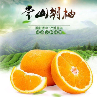 浙江常山胡柚树苗盆栽胡柚结果苗庭院柚子果树现挖现卖胡柚嫁接苗