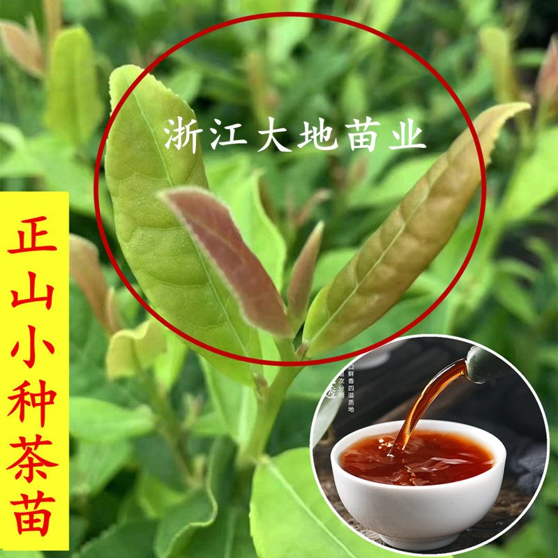 盆栽正山小种茶树苗带盆发货功夫红茶叶树苗当年采摘茶树大苗包邮