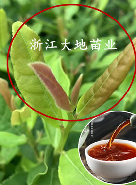 盆栽正山小种茶树苗带盆发货功夫红茶叶树苗当年采摘茶树大苗包邮