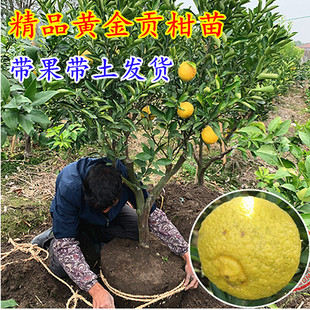 带果带土发货黄金贡柑果树苗 宁波象山青柑橘苗春香柚嫁接果苗