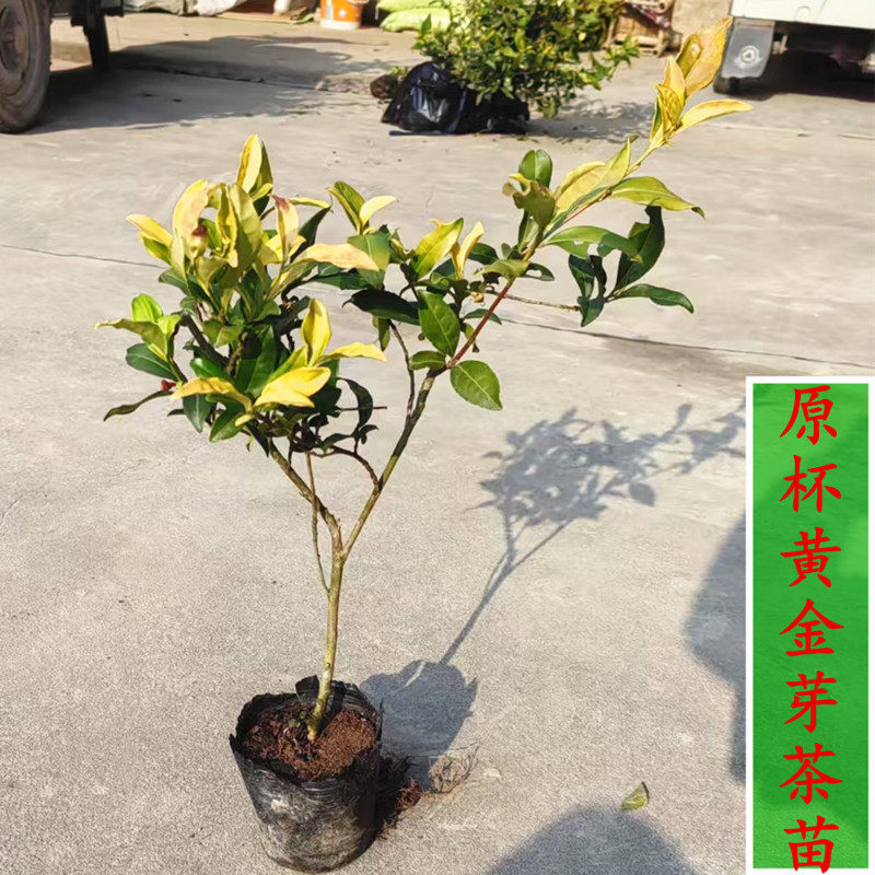 原杯原土黄金芽茶叶树苗 黄金叶茶树中黄一号茶树黄龙井茶苗袋苗