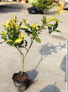 原杯原土黄金芽茶叶树苗 黄金叶茶树中黄一号茶树黄龙井茶苗袋苗