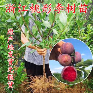 浙江浦江桃形李树苗庭院青皮红玉李结果苗 三华李果树苗 李子树苗