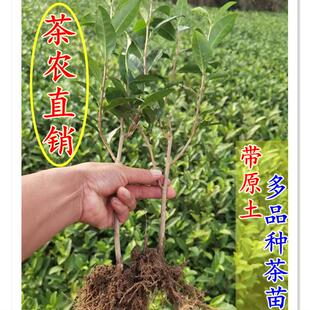 浙江西湖龙井茶叶树苗群体种茶树鸠坑绿茶苗龙井43茶树营养杯茶苗