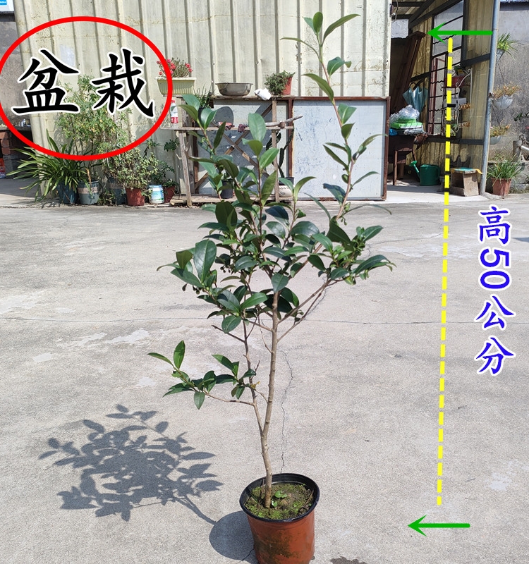 精品太平猴魁茶叶树苗包邮 盆栽猴魁绿茶苗 四季常青南方茶叶树