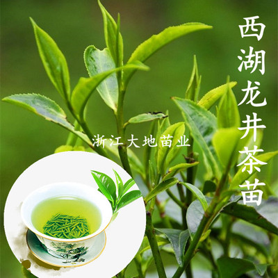 浙江龙井43西湖龙井四季常青
