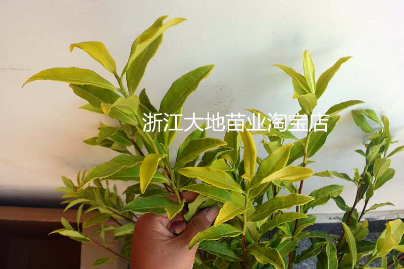 茶树黄金芽春季四季常青图片