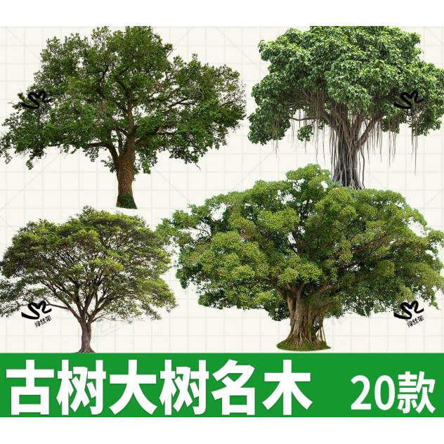 procreate古树名木大树景区老树PNG立面效果图平板PSD免扣ps素材
