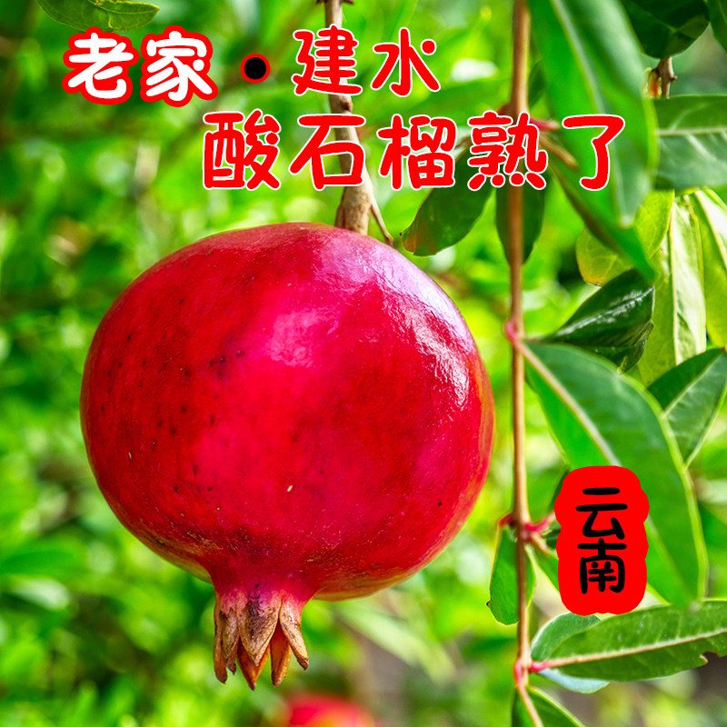 酸甜石榴云南建水特产应季新鲜水石榴