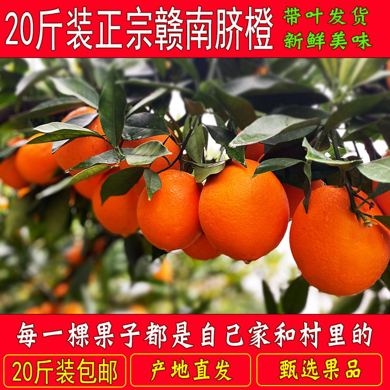 带叶橙子正宗赣南脐橙江西新鲜水果甜橙手剥橙产地20斤装净18.5斤